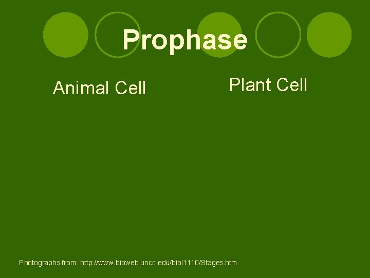 Prophase Animal Cell Plant Cell Spindle fibers Centrioles Photographs from: http: //www. bioweb. uncc. Prophase Animal Cell Plant Cell Spindle fibers Centrioles Photographs from: http: //www. bioweb. uncc.