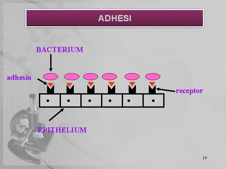 ADHESI BACTERIUM adhesin receptor EPITHELIUM 14 