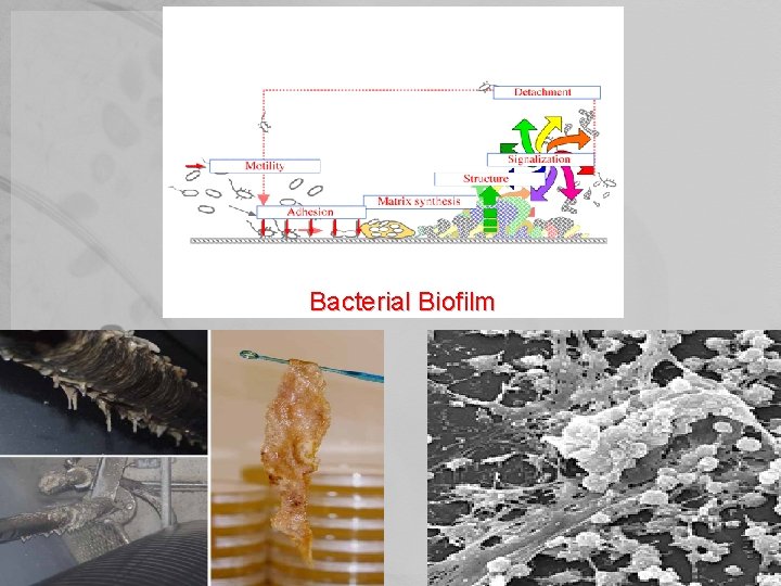 Bacterial Biofilm 