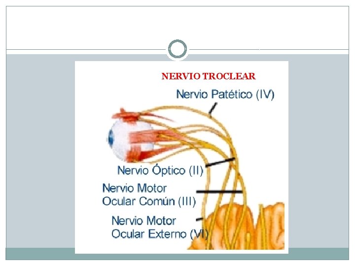 NERVIO TROCLEAR 