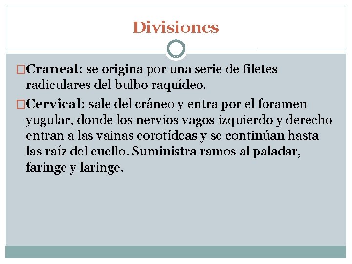 Divisiones �Craneal: se origina por una serie de filetes radiculares del bulbo raquídeo. �Cervical: