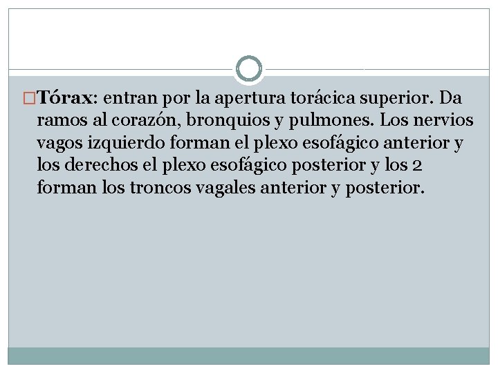 �Tórax: entran por la apertura torácica superior. Da ramos al corazón, bronquios y pulmones.