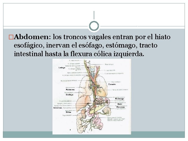 | �Abdomen: los troncos vagales entran por el hiato esofágico, inervan el esófago, estómago,