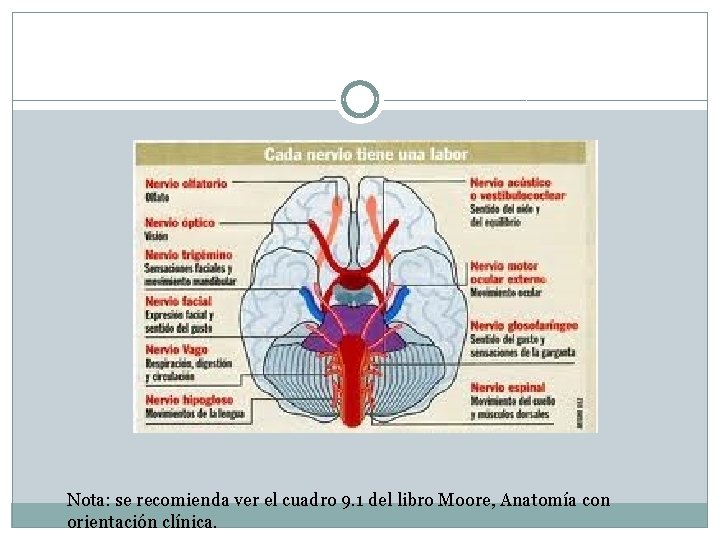 Nota: se recomienda ver el cuadro 9. 1 del libro Moore, Anatomía con orientación