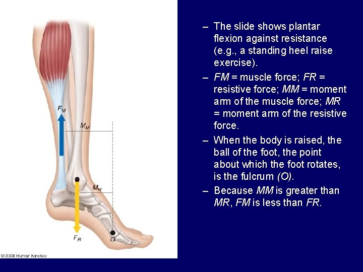 – The slide shows plantar flexion against resistance (e. g. , a standing heel