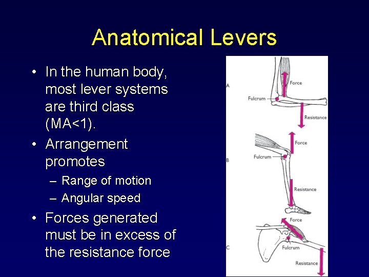 Anatomical Levers • In the human body, most lever systems are third class (MA<1).