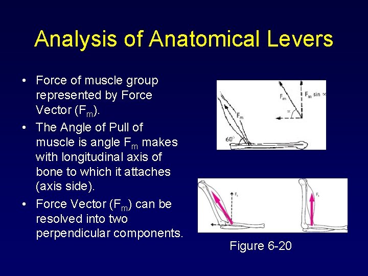 Analysis of Anatomical Levers • Force of muscle group represented by Force Vector (Fm).