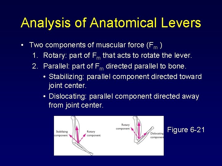 Analysis of Anatomical Levers • Two components of muscular force (Fm ) 1. Rotary: