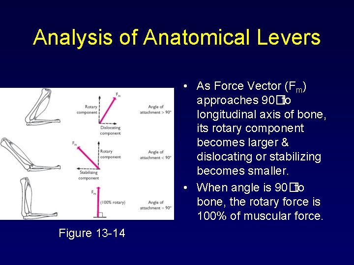 Analysis of Anatomical Levers • As Force Vector (Fm) approaches 90�to longitudinal axis of