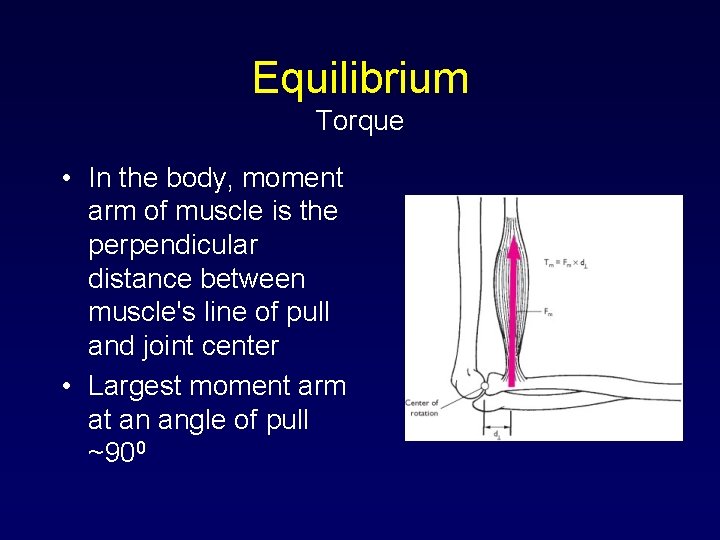 Equilibrium Torque • In the body, moment arm of muscle is the perpendicular distance