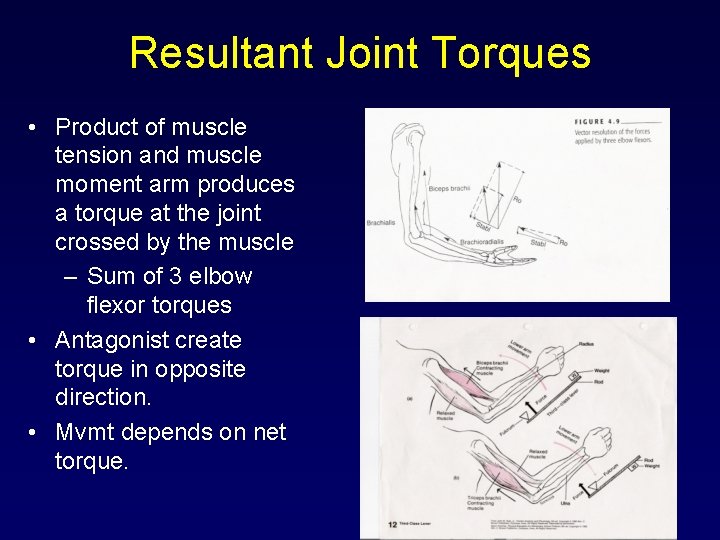 Resultant Joint Torques • Product of muscle tension and muscle moment arm produces a