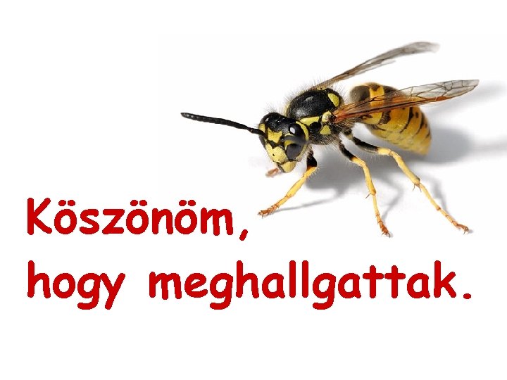 Köszönöm, hogy meghallgattak. 