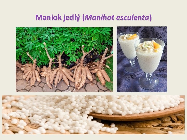 Maniok jedlý (Manihot esculenta) 