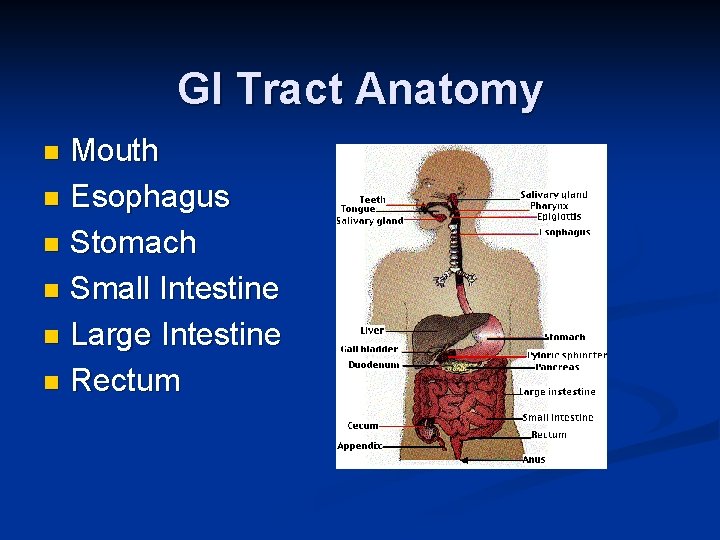 GI Tract Anatomy Mouth n Esophagus n Stomach n Small Intestine n Large Intestine