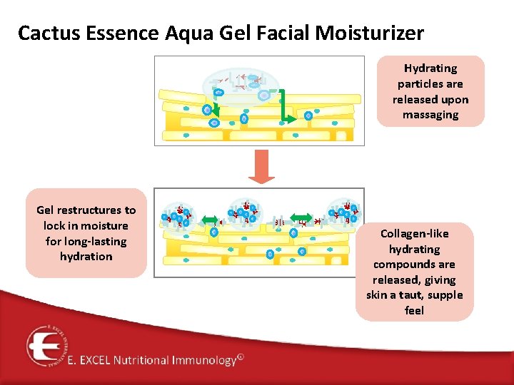 Cactus Essence Aqua Gel Facial Moisturizer Hydrating particles are released upon massaging Gel restructures