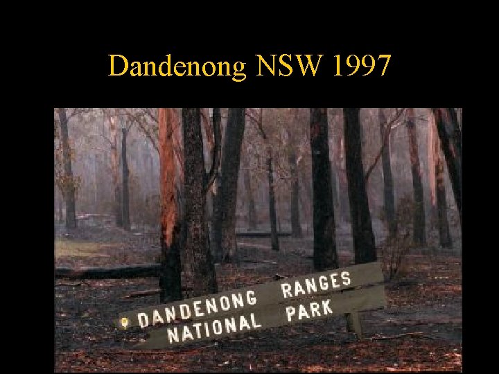 Dandenong NSW 1997 