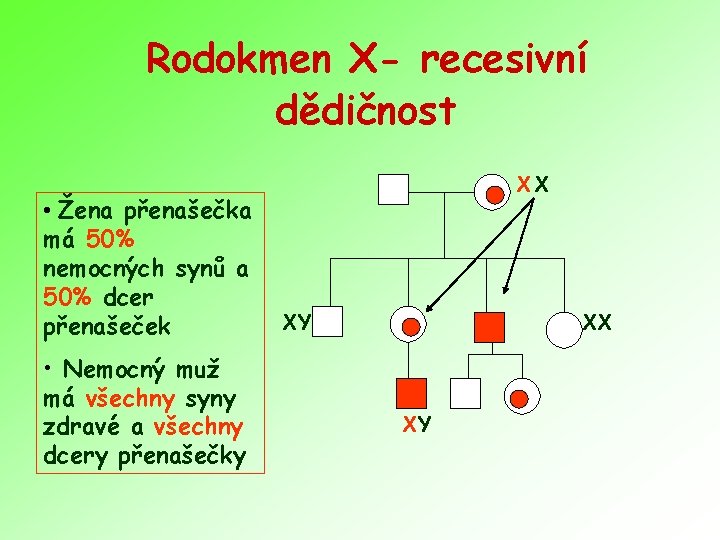 Rodokmen X- recesivní dědičnost • Žena přenašečka má 50% nemocných synů a 50% dcer