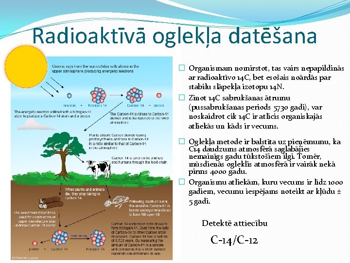 Radioaktīvā oglekļa datēšana � Organismam nomirstot, tas vairs nepapildinās ar radioaktīvo 14 C, bet