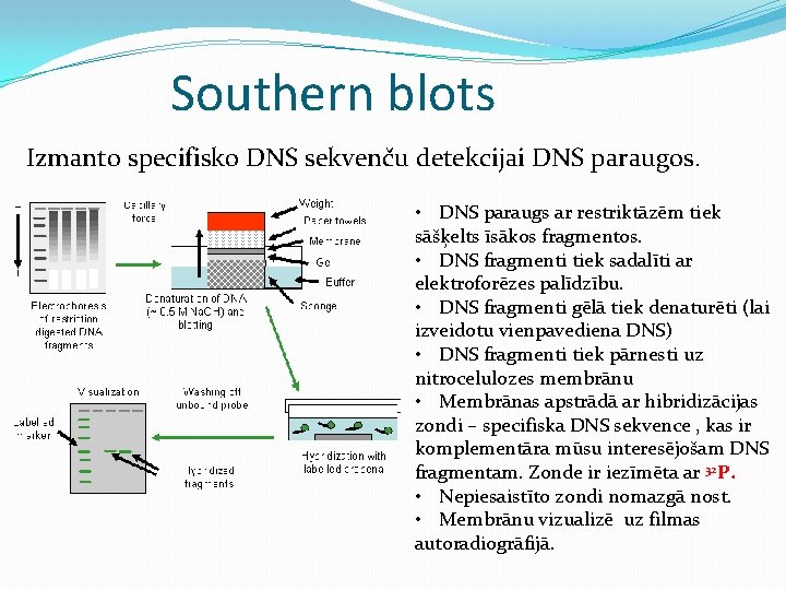 Southern blots Izmanto specifisko DNS sekvenču detekcijai DNS paraugos. • DNS paraugs ar restriktāzēm