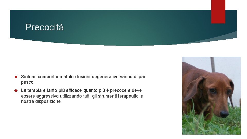 Precocità Sintomi comportamentali e lesioni degenerative vanno di pari passo La terapia è tanto