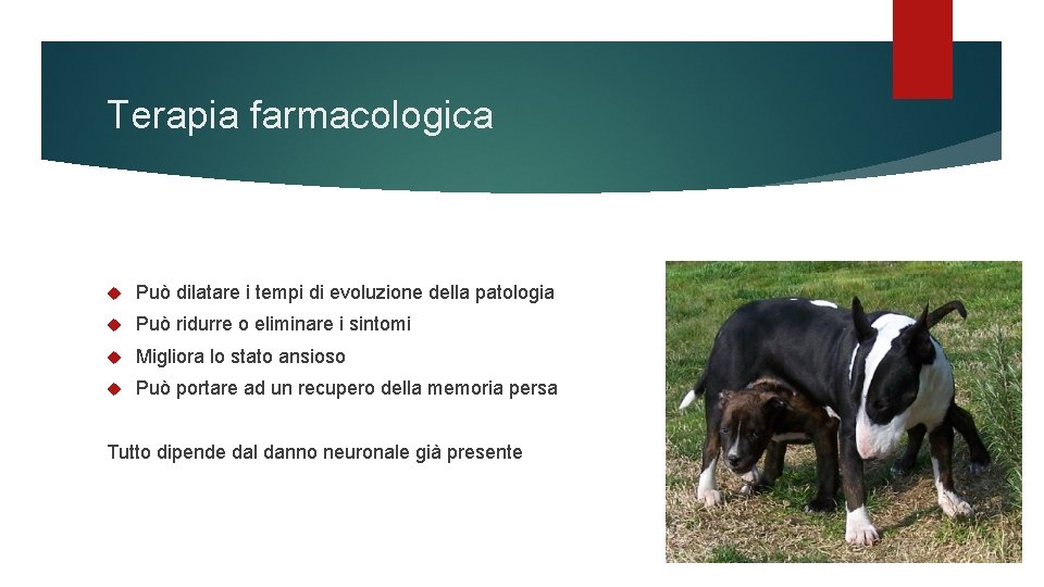 Terapia farmacologica Può dilatare i tempi di evoluzione della patologia Può ridurre o eliminare