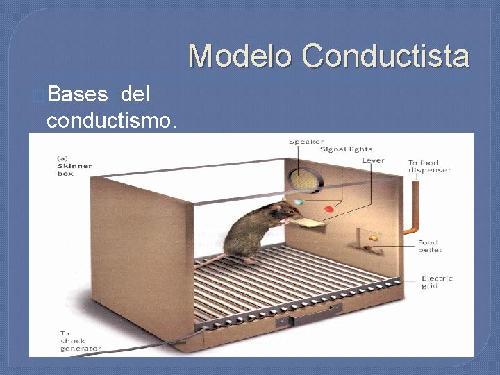 Modelo Conductista �Bases del conductismo. �La caja de Skinner. 