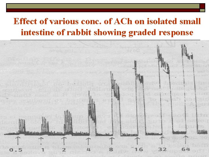 Effect of various conc. of ACh on isolated small intestine of rabbit showing graded