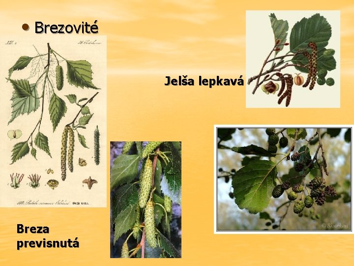  • Brezovité Jelša lepkavá Breza previsnutá 