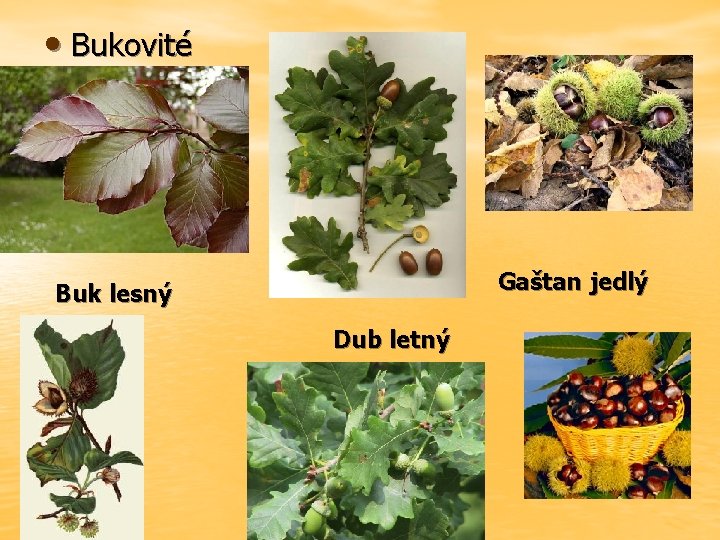 • Bukovité Gaštan jedlý Buk lesný Dub letný 