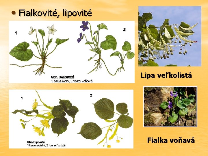  • Fialkovité, lipovité Lipa veľkolistá Fialka voňavá 