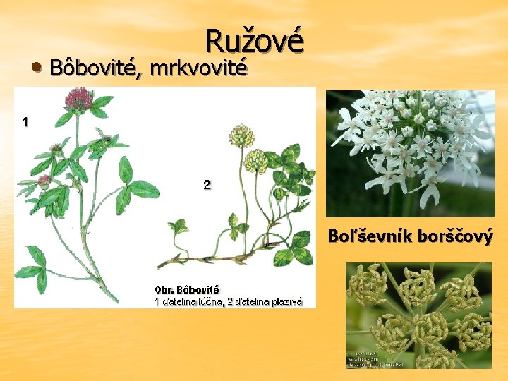 Ružové • Bôbovité, mrkvovité Boľševník borščový 
