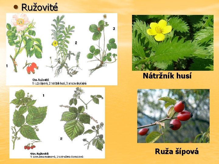  • Ružovité Nátržník husí Ruža šípová 