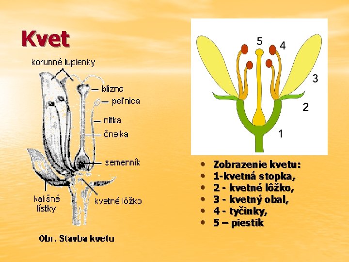 Kvet • • • Zobrazenie kvetu: 1 -kvetná stopka, 2 - kvetné lôžko, 3