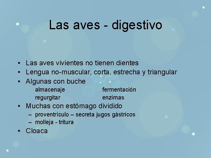 Las aves - digestivo • Las aves vivientes no tienen dientes • Lengua no-muscular,