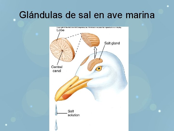 Glándulas de sal en ave marina 