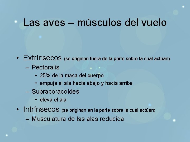 Las aves – músculos del vuelo • Extrínsecos (se originan fuera de la parte