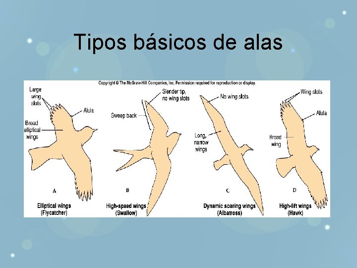 Tipos básicos de alas 