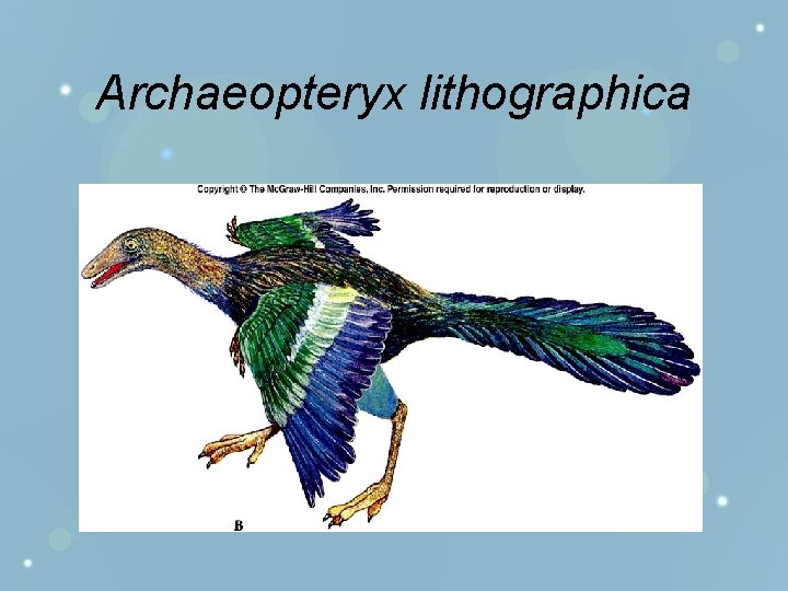 Archaeopteryx lithographica 