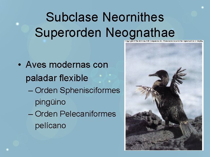 Subclase Neornithes Superorden Neognathae • Aves modernas con paladar flexible – Orden Sphenisciformes pingüino