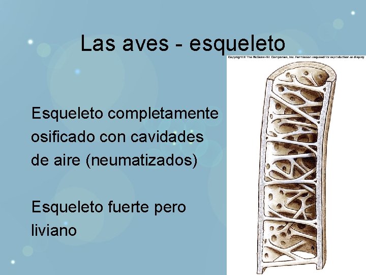 Las aves - esqueleto Esqueleto completamente osificado con cavidades de aire (neumatizados) Esqueleto fuerte