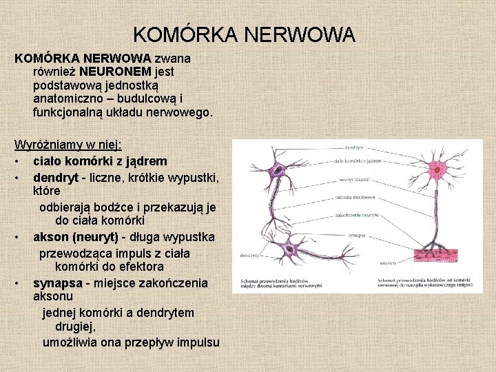 KOMÓRKA NERWOWA zwana również NEURONEM jest podstawową jednostką anatomiczno – budulcową i funkcjonalną układu