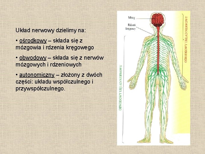 Układ nerwowy dzielimy na: • ośrodkowy – składa się z mózgowia i rdzenia kręgowego