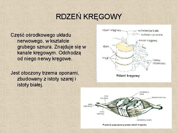 RDZEŃ KRĘGOWY Część ośrodkowego układu nerwowego, w kształcie grubego sznura. Znajduje się w kanale