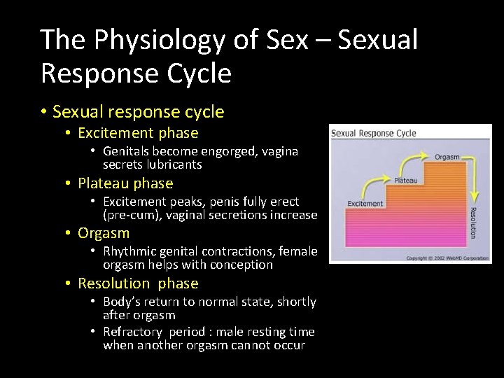 The Physiology of Sex – Sexual Response Cycle • Sexual response cycle • Excitement