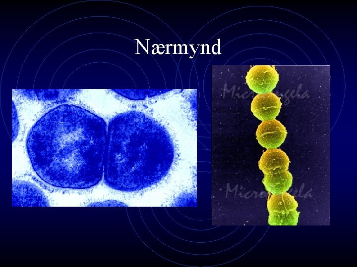 Nærmynd 