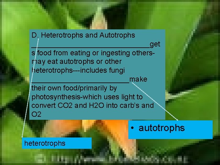 D. Heterotrophs and Autotrophs _______________get s food from eating or ingesting othersmay eat autotrophs