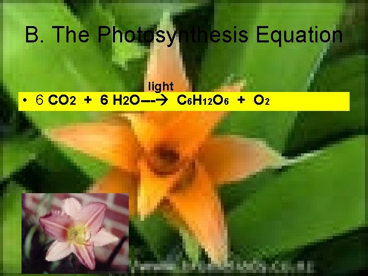 B. The Photosynthesis Equation light • 6 CO 2 + 6 H 2 O---