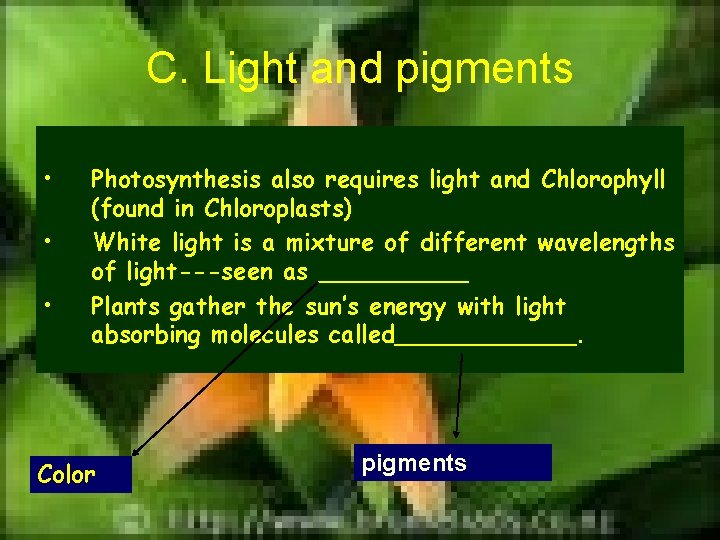 C. Light and pigments • • • Photosynthesis also requires light and Chlorophyll (found