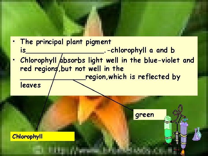  • The principal plant pigment is_________. -chlorophyll a and b • Chlorophyll absorbs