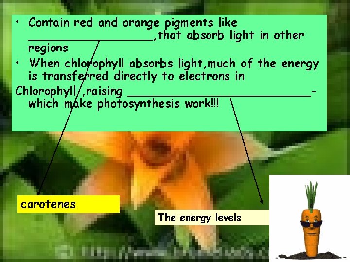  • Contain red and orange pigments like _________, that absorb light in other